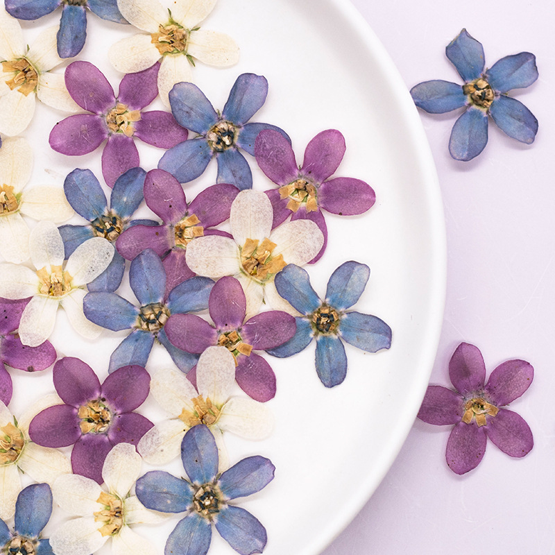 Dried Flower Bulk - 12 pezzi, custodia per telefono con