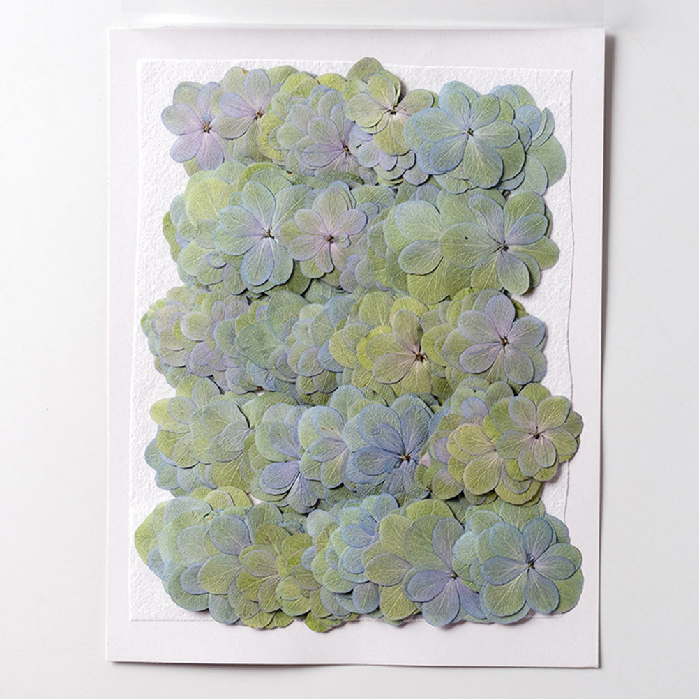 30 pezzi di fiori secchi press - Dried Flower Bulk recensione e prezzo
