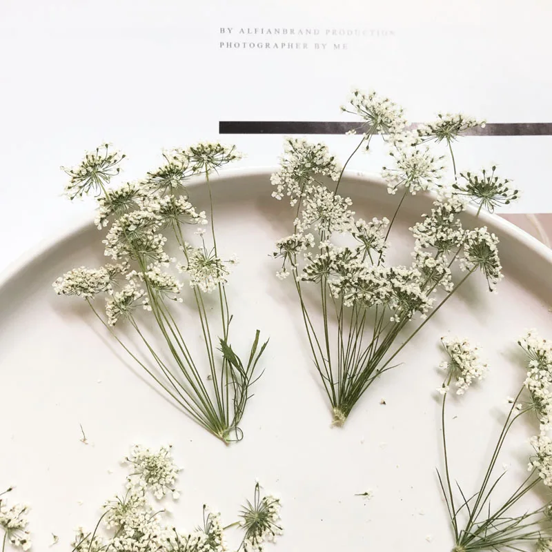 5-7 cm/12 pezzi, piccoli fiori - Dried Flower Bulk recensione e prezzo