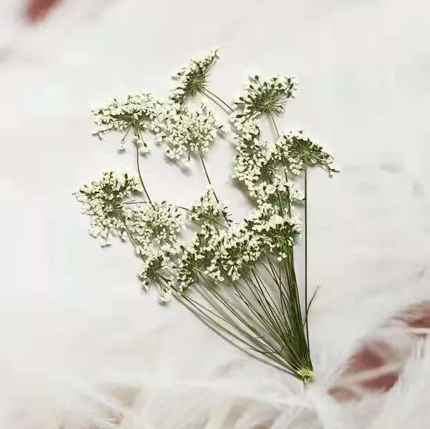 5-7 cm/12 pezzi, piccoli fiori - Dried Flower Bulk recensione e prezzo